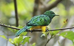 African emerald cuckoo Ghana