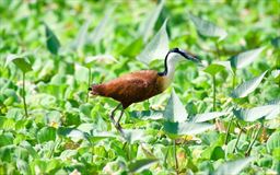 African Jacana in Ghana