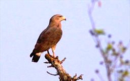 Banded snake eagle in Ghana