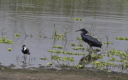 Black heron in Ghana