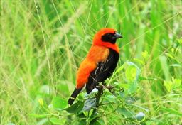 Red winged bishop in grass