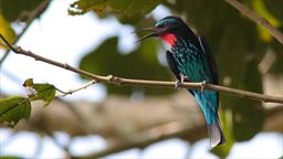 Black bee eater