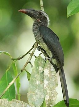 black dwarf hornbill in Ghana