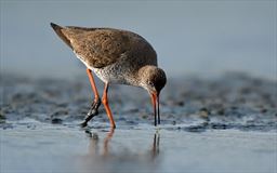 Common redshank