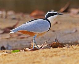 Egyptian plover in Ghana