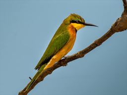 Little bee eater in Ghana