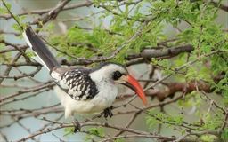 Northern Red billed Hornbill