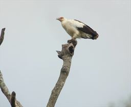Palmnut vulture in Ghana