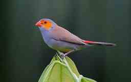 bird in ghana Red cheeked waxbill