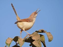 Red winged warbler