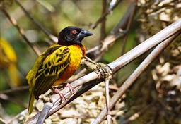 Village weaver bird in Ghana