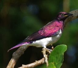 Violet backed starling in Ghana
