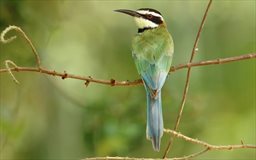 White-throated bee eater in Ghana