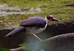 bird in ghana Yellow Headed Picathartes New Edubease