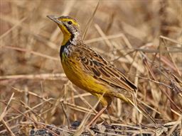 Yellow-throated longclaw in Ghana