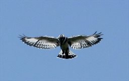 pied kingfisher looking for a fish