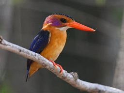 pygmy kingfisher in Ghana