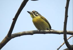 yellow-fronted Tinkebird Ghana