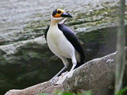 yellow headed picathartes on rock