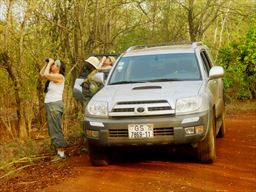 Bird watching at Mole National Park