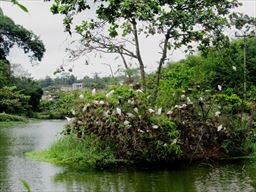 Nesting herons at University Gardens