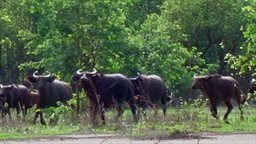 African Buffalo at Mole National Park