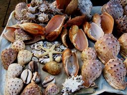 Beach shells for sale in Ghana