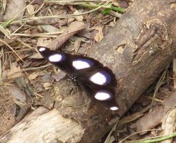 false tiger butterfly on log