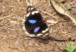 butterfly-ghana