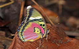 Butterfly in Shai hills