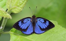 Common flash butterfly in Ghana