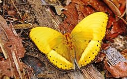 common yellow glider