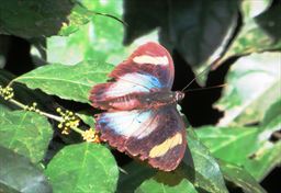 butterfly in Ghana
