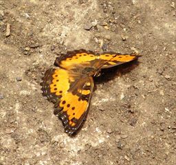 Butterfly in Ghana