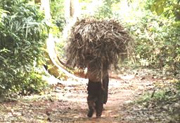 Carrying grass in Ghana