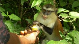 Charles feeding Mona monkey