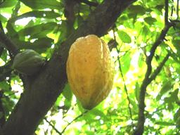 Cocoa Farm in Ghana