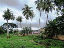 Coconut trees