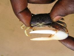 beach crab in Ghana