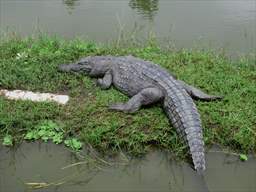 crocodile relaxing