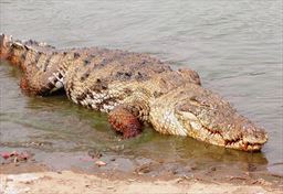 Crocodile