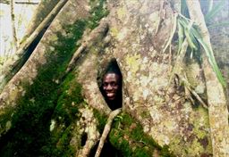Hiding in strangler ficus, Aburi Gardens