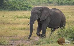 elephant at Queen Elizabeth National Park Uganda.jpg