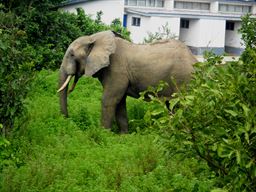 Elephant at Mole National Park in Ghana