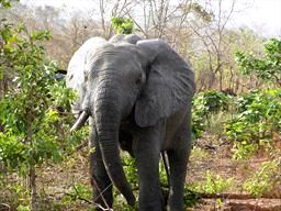 elephant in te bush at Mole National Park