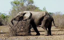 elephant at Mole National Park