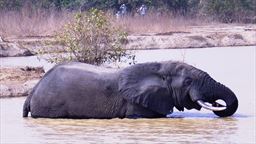 elephant in water Ghana