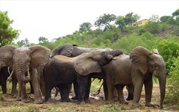Elephants at Mole National Park in Ghana