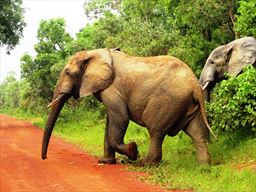 Elephants crossing road at Mole National Park in Ghana