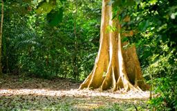 Forest trail in Ghana